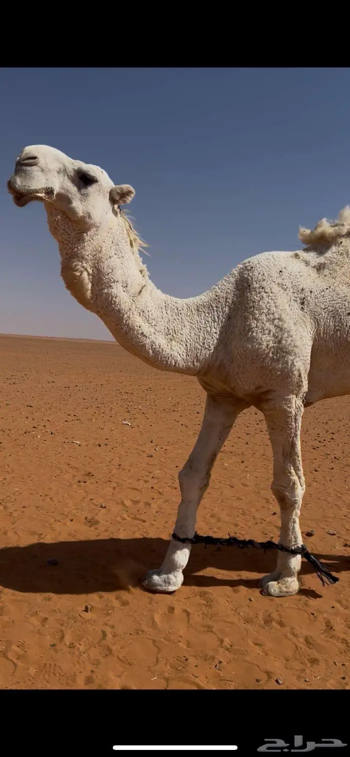 فحل أوضح للبيع 2