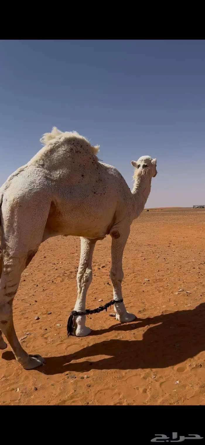 فحل أوضح للبيع 1