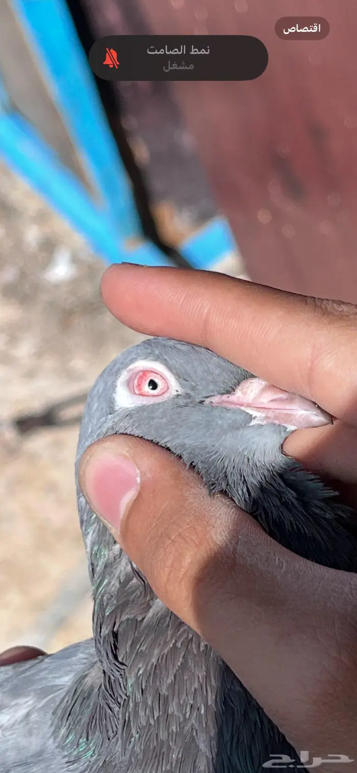 حمام باكستاني 0