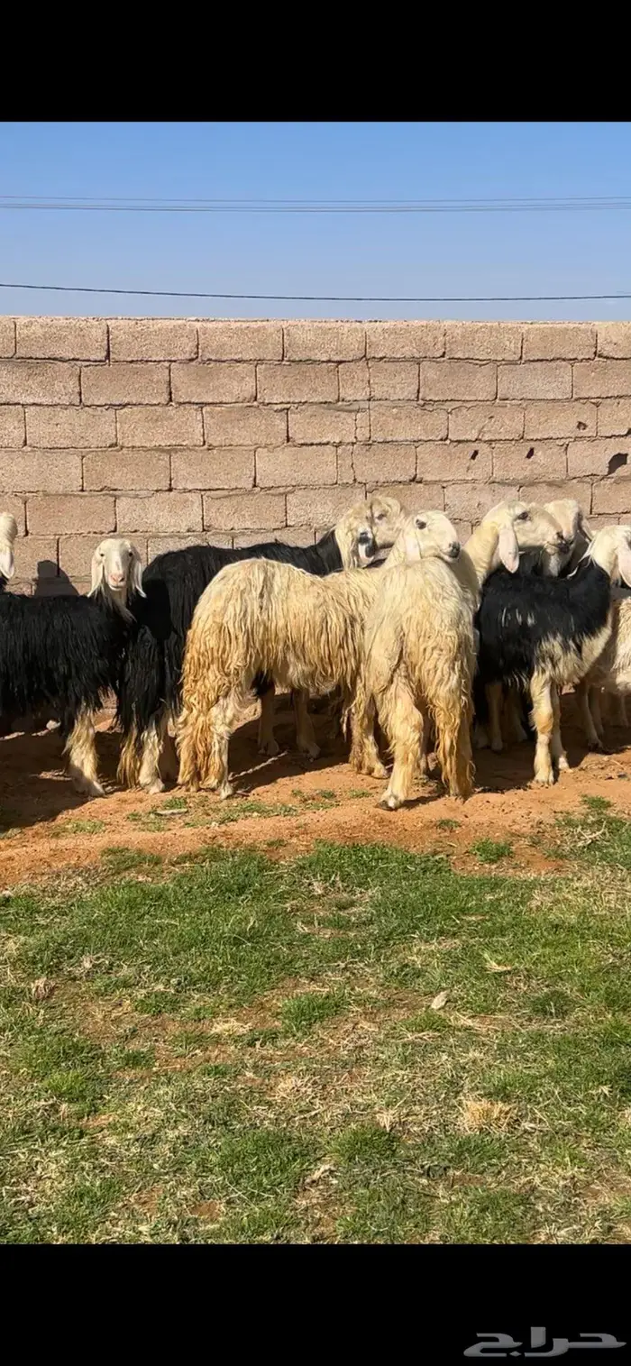 للبيع خروف نجدي مشروط 1