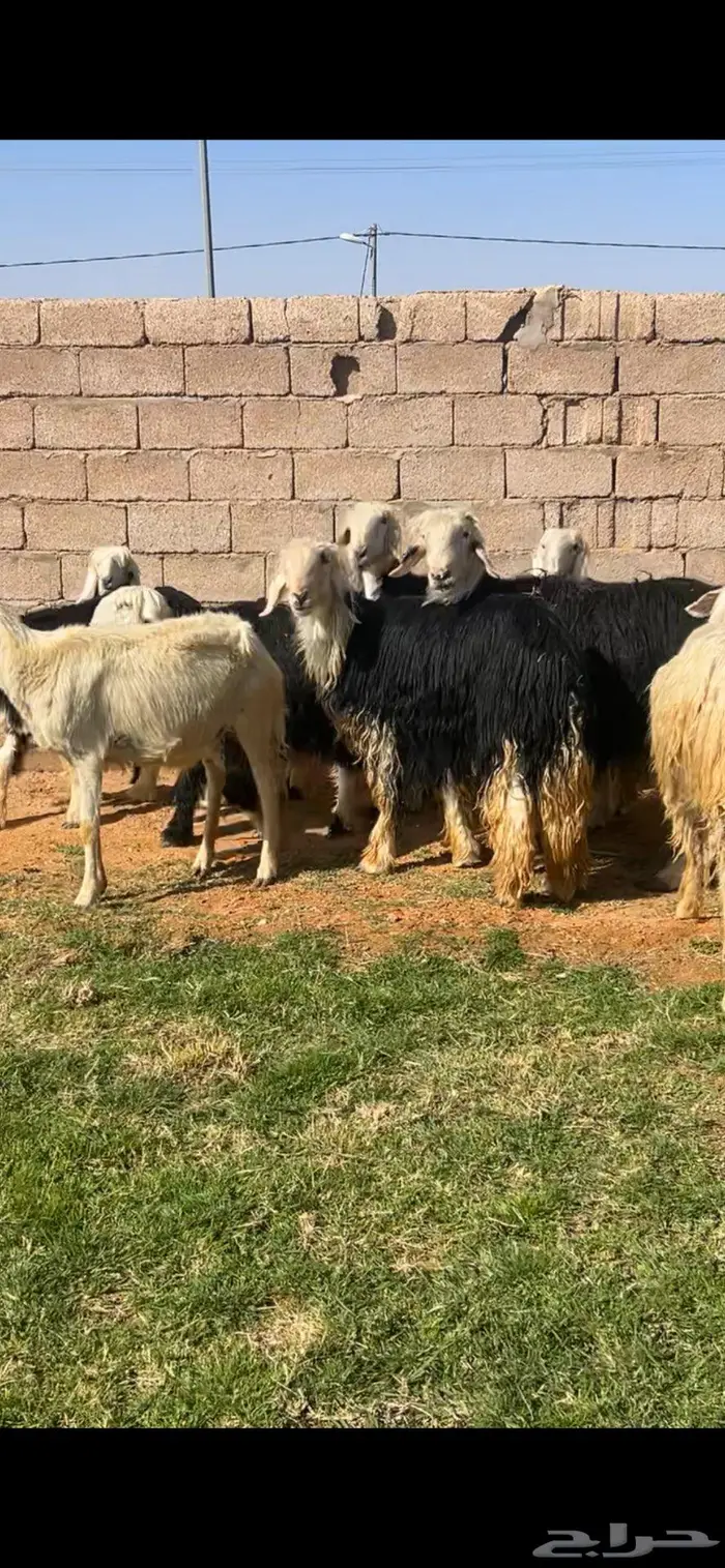 للبيع خروف نجدي مشروط 2