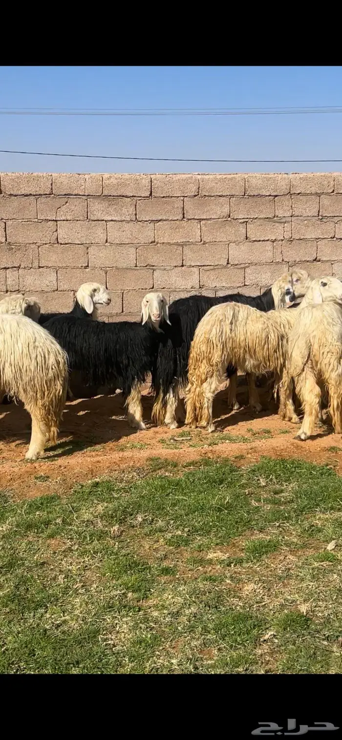للبيع خروف نجدي مشروط 0