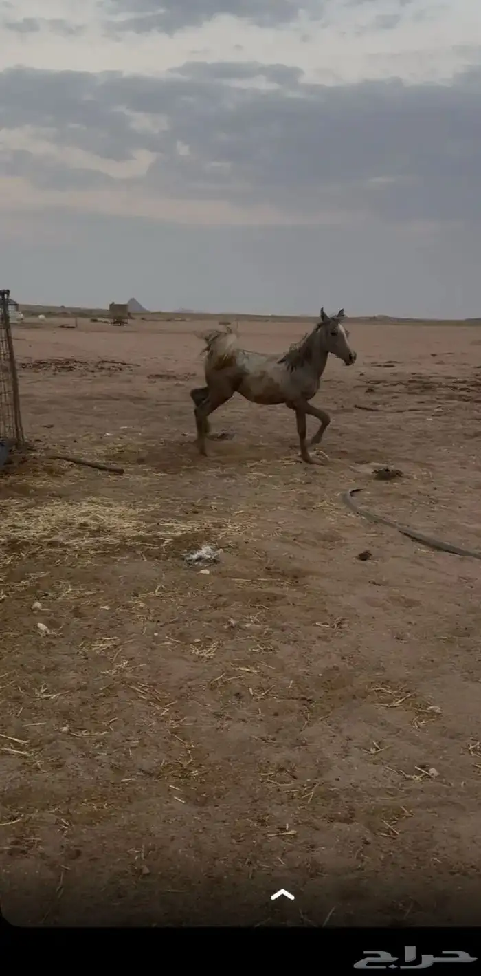 مهر شعبي 0