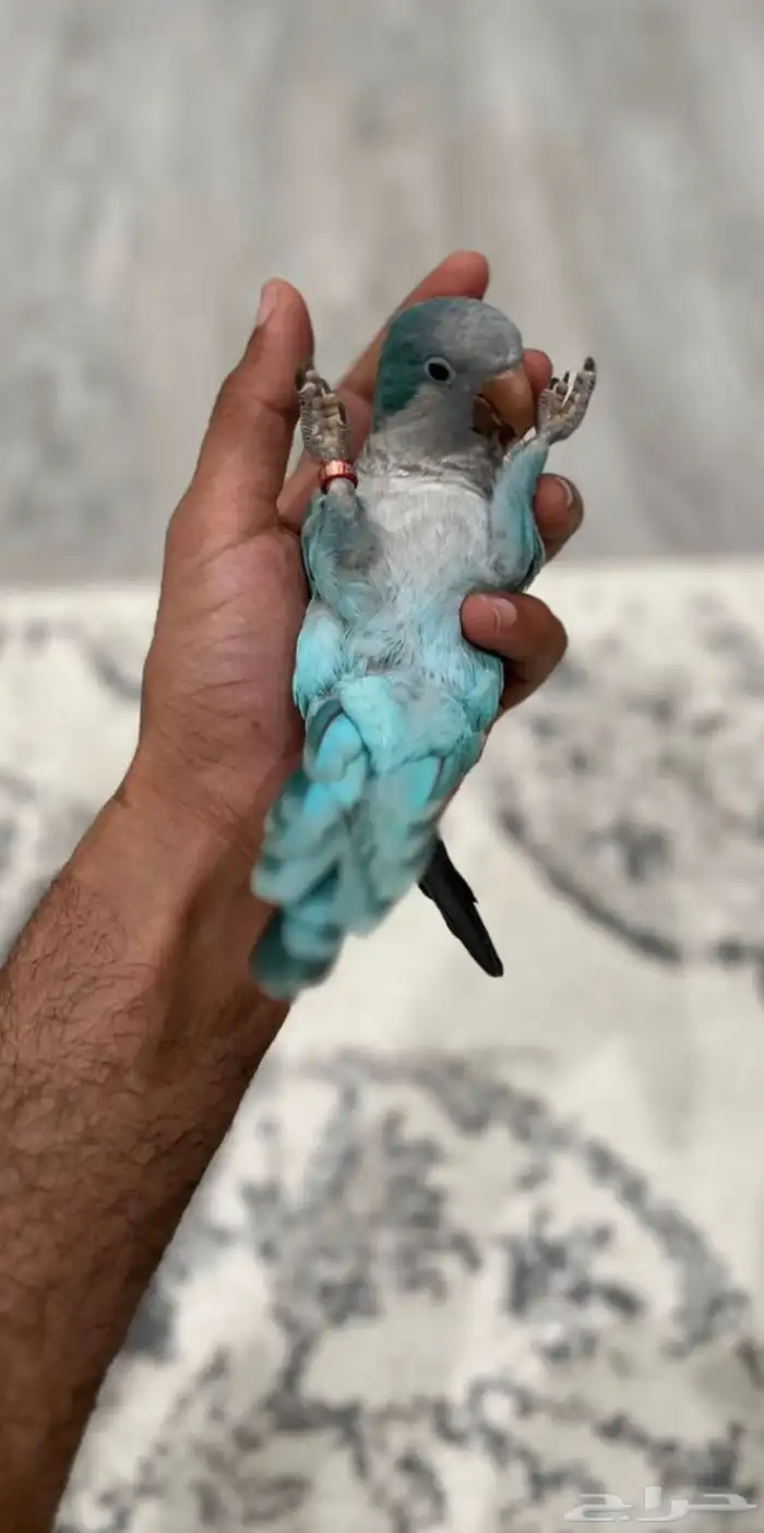 كويكر 2
