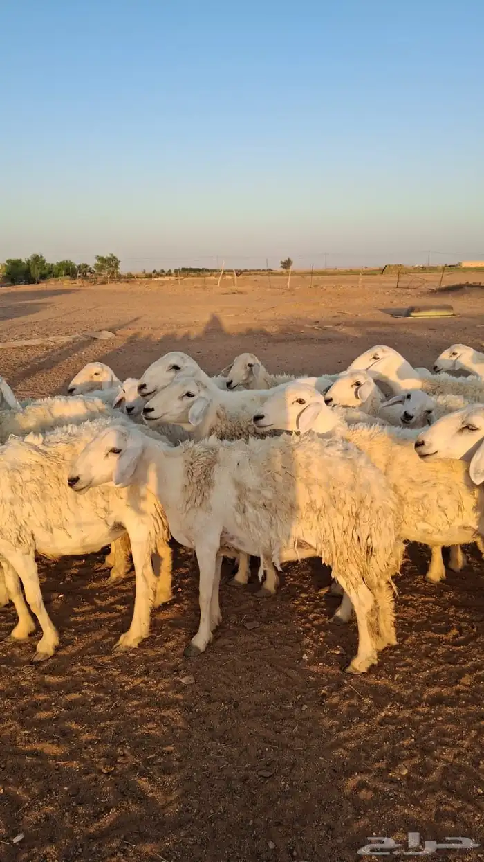 غنم حريات عدد 24 1
