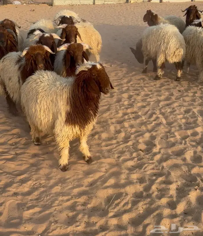 خروف نعيمي جبر 0