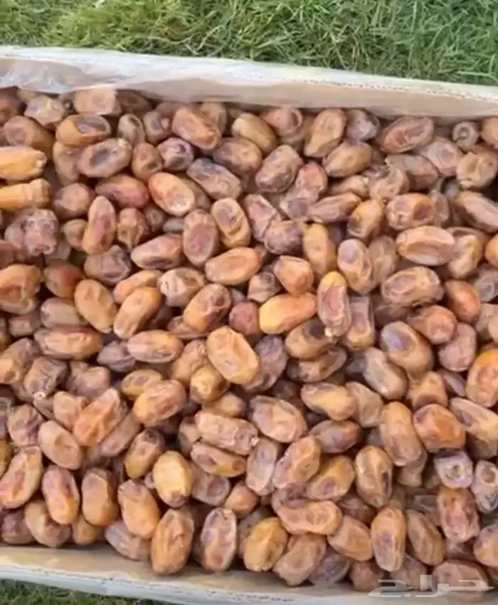 خلاص حبه جامبو من نفود الزلفي 0