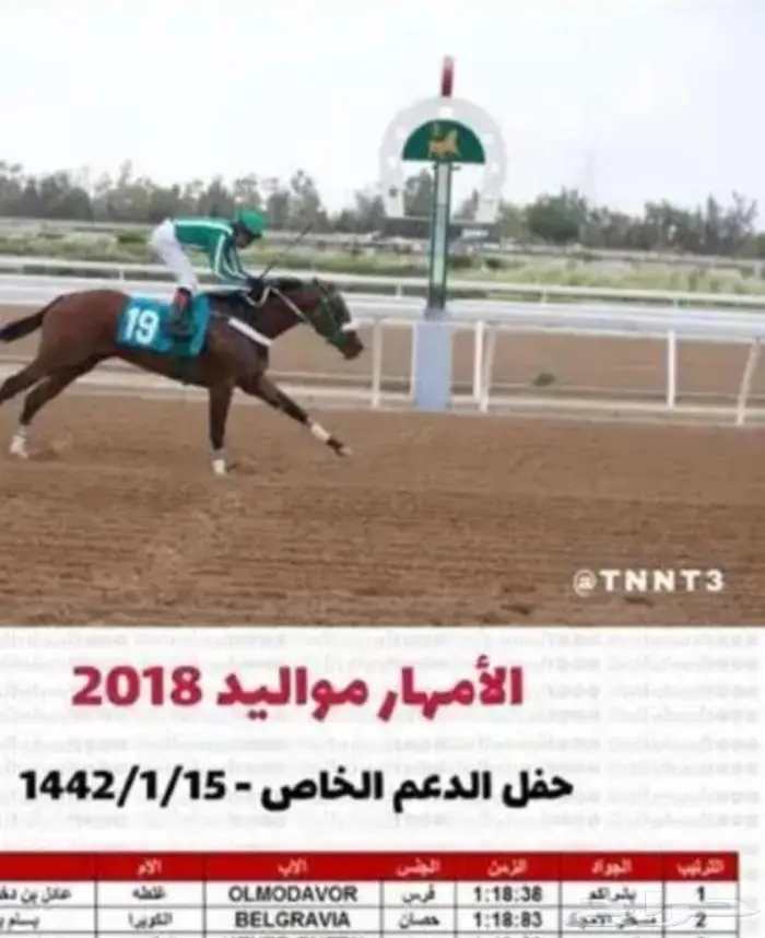 فرس انقليزيه 3