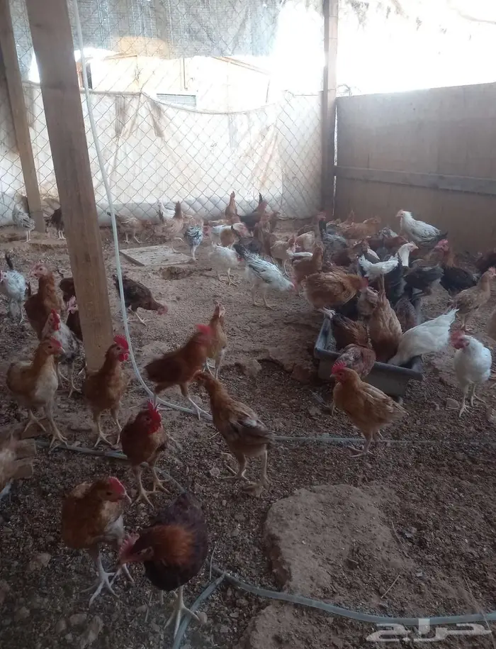 دجاج وديوك للبيع الخرج 3