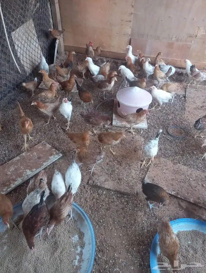 دجاج وديوك للبيع الخرج 0