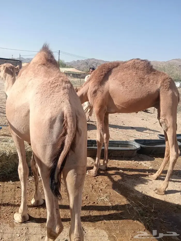 حاشي تربية ممتازة.. أسعار ولا أروع لتجار الجمله 9