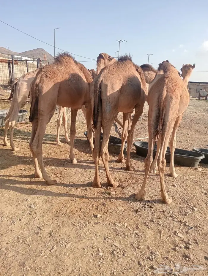 حاشي تربية ممتازة.. أسعار ولا أروع لتجار الجمله 11