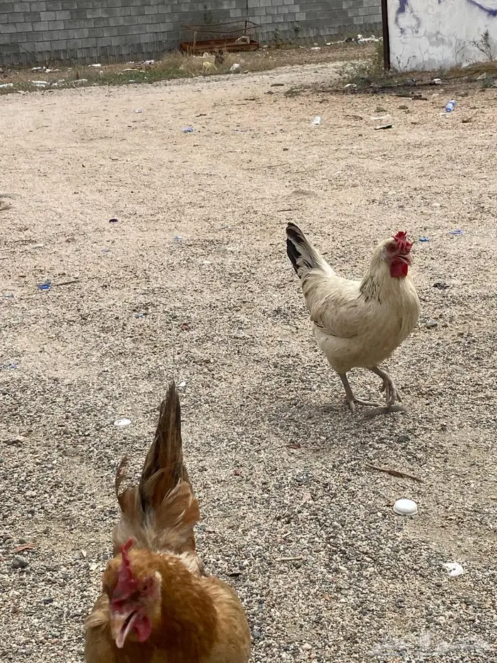 دجاج بلدي بياض البدل بحمام فرنسي 0