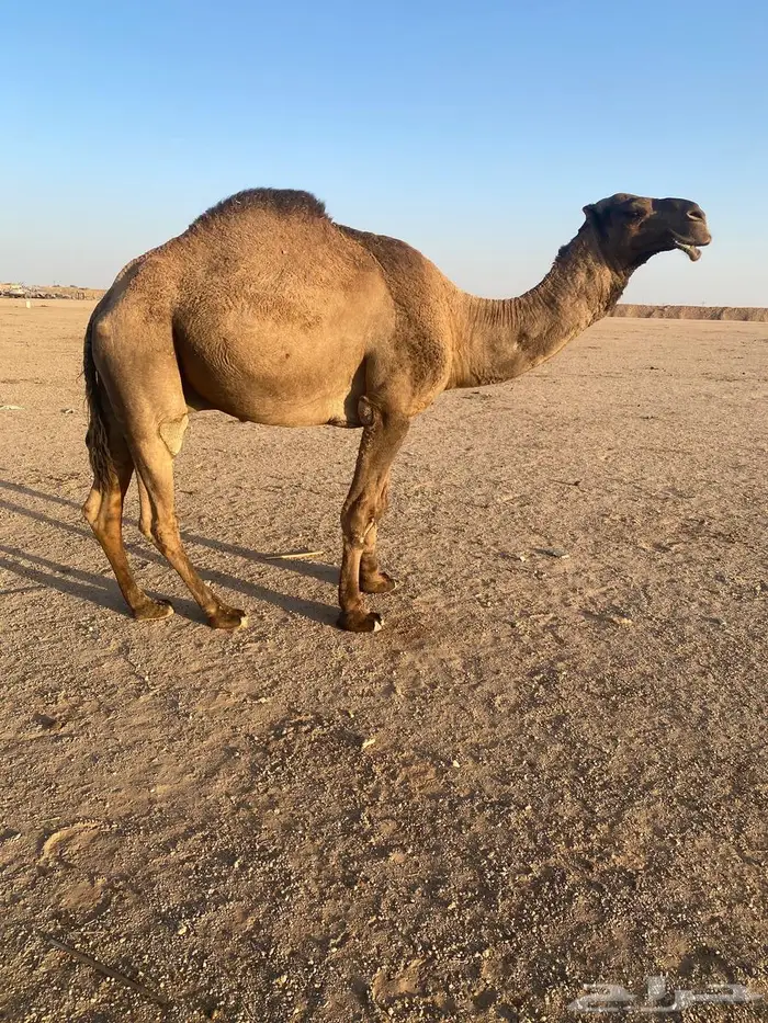 قعود اصفر للبيع 0