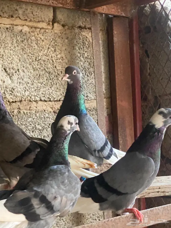 حمام قطايف خكا ترثة قديمة 9