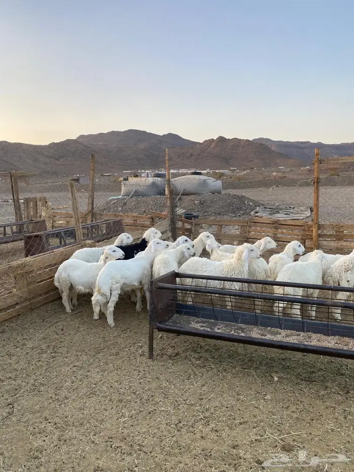طليان حبص جذعان فل شحم ونظاف شرط 0