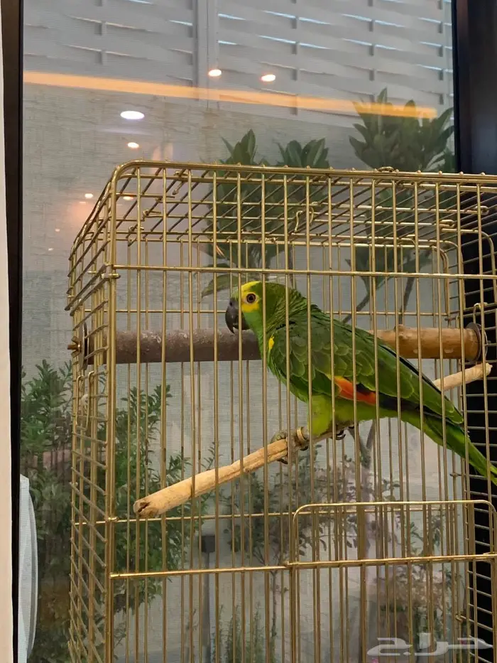 ببغاء امازوني 0