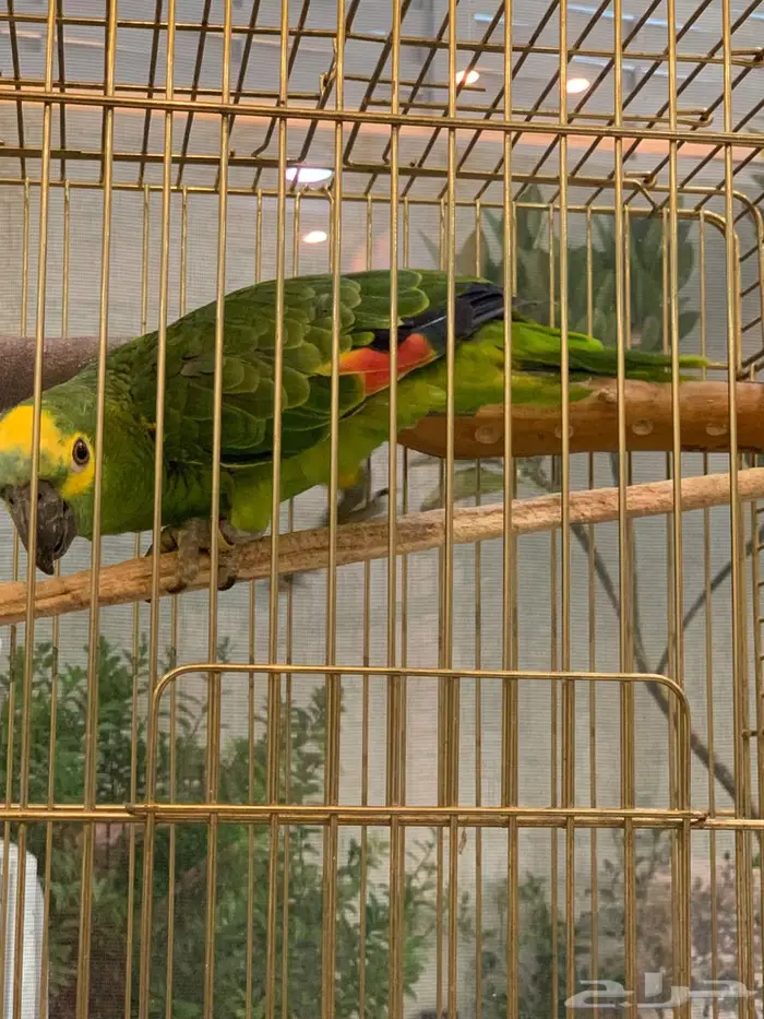 ببغاء امازوني 5