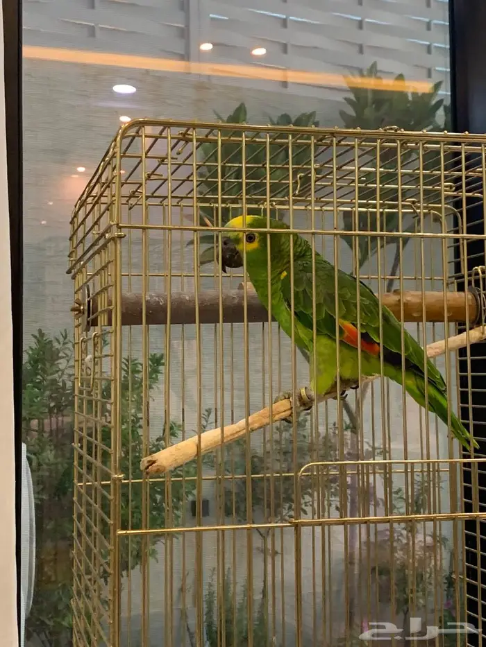 ببغاء امازوني 1