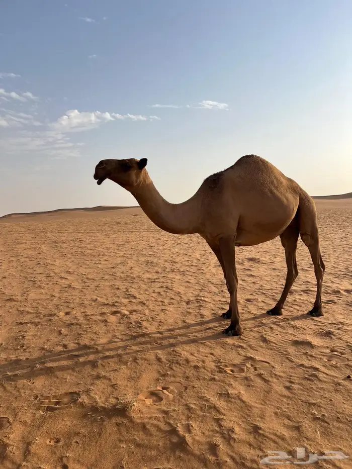 لقحه صفرا للبيع سنها رباع 0