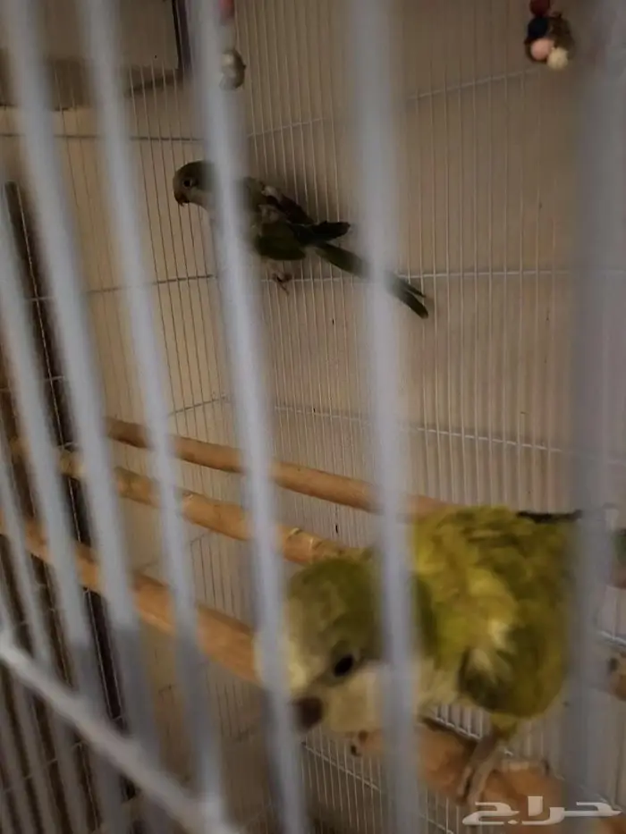 لعشاق كويكر الراهب زوج اخضر 2