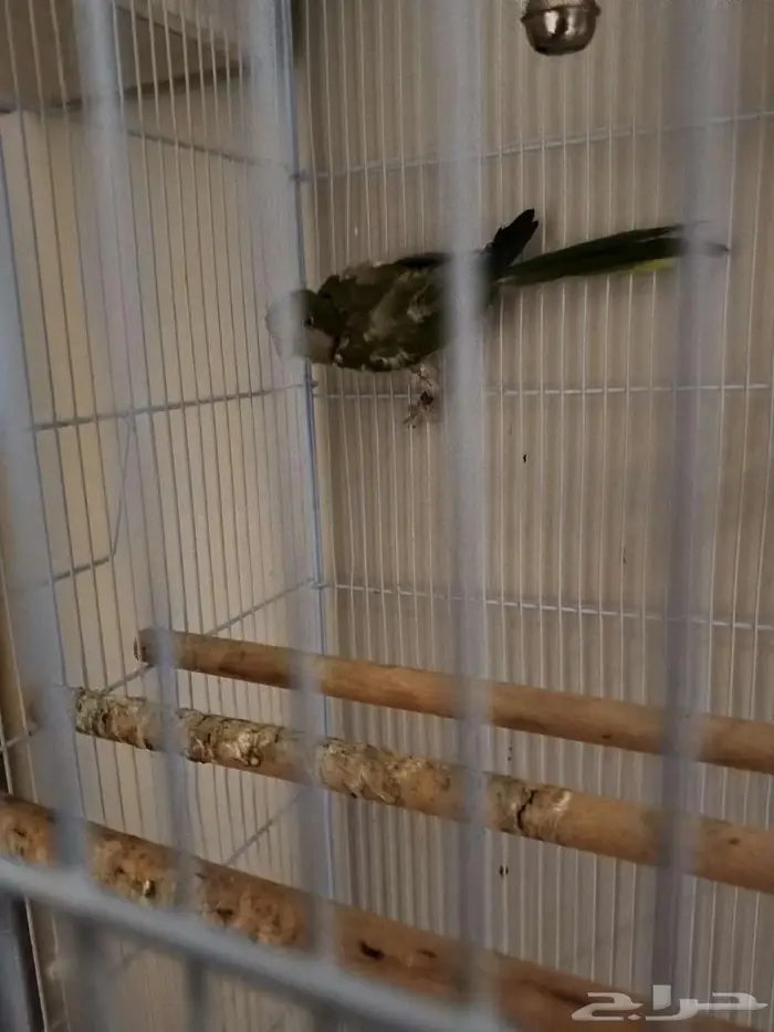 لعشاق كويكر الراهب زوج اخضر 5