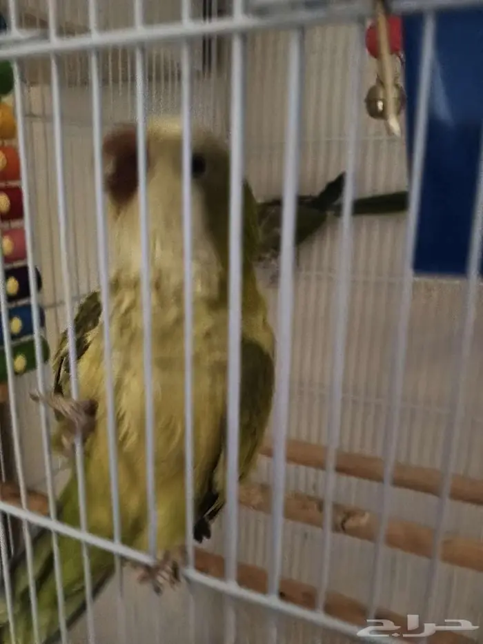 لعشاق كويكر الراهب زوج اخضر 4