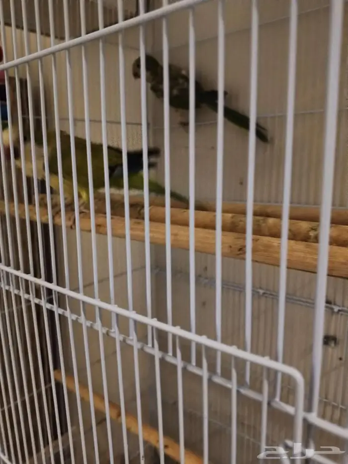 لعشاق كويكر الراهب زوج اخضر 3