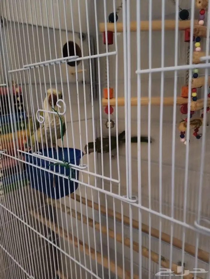 لعشاق كويكر الراهب زوج اخضر 1