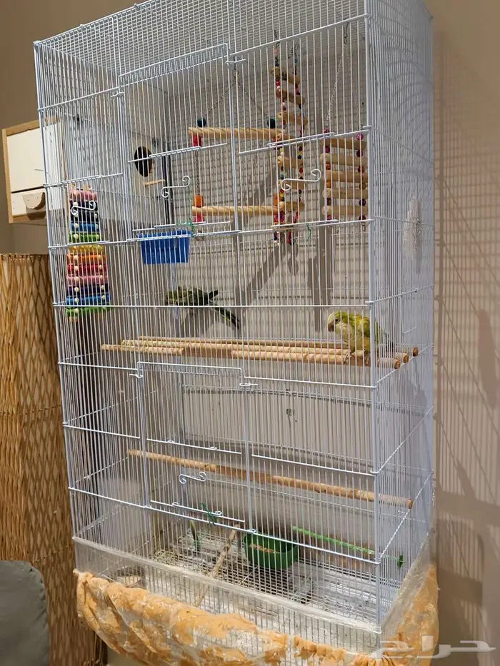 لعشاق كويكر الراهب زوج اخضر 0