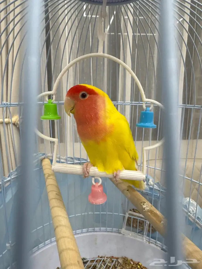 ببغاء 0