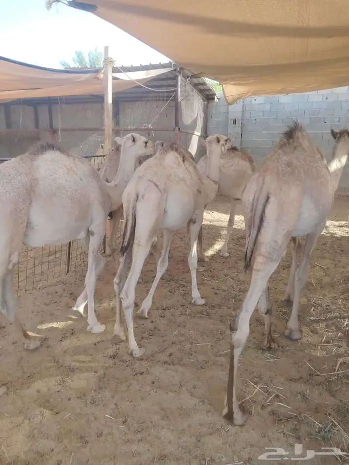 قعدان حشو مفاريد للبيع جمله 2