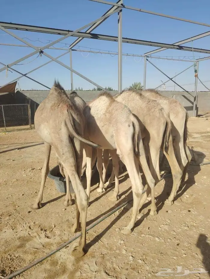 قعدان حشو مفاريد للبيع جمله 0