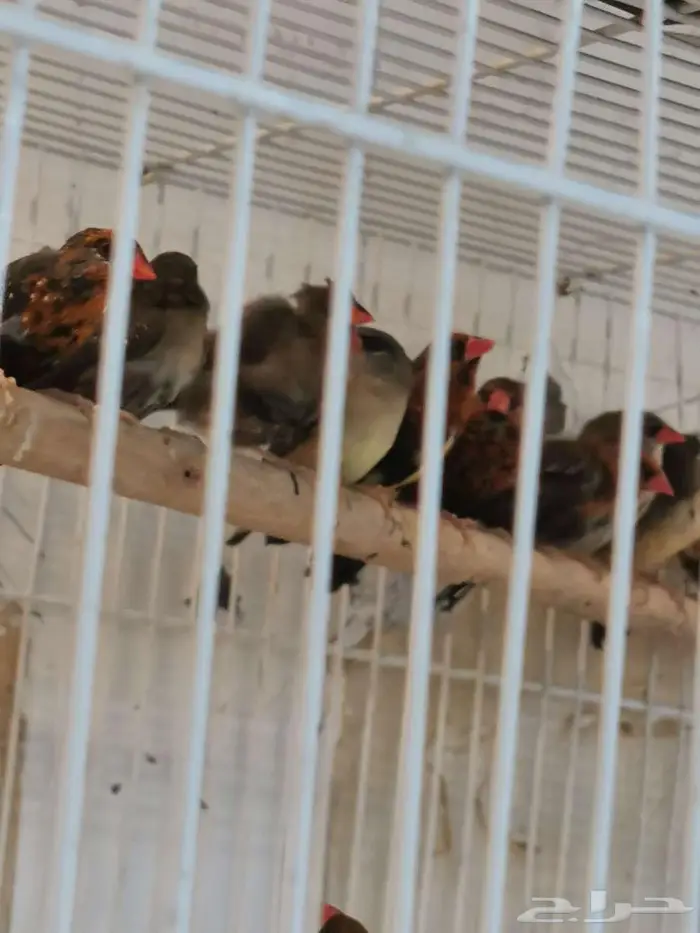 للبيع دفع طيور الاحساء 3