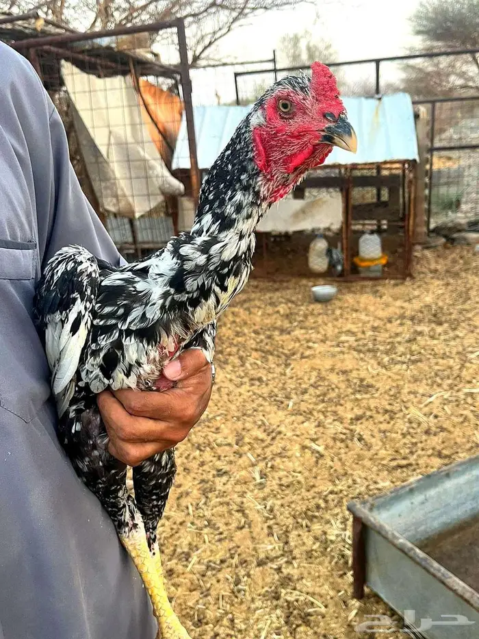 ديك سندي 0