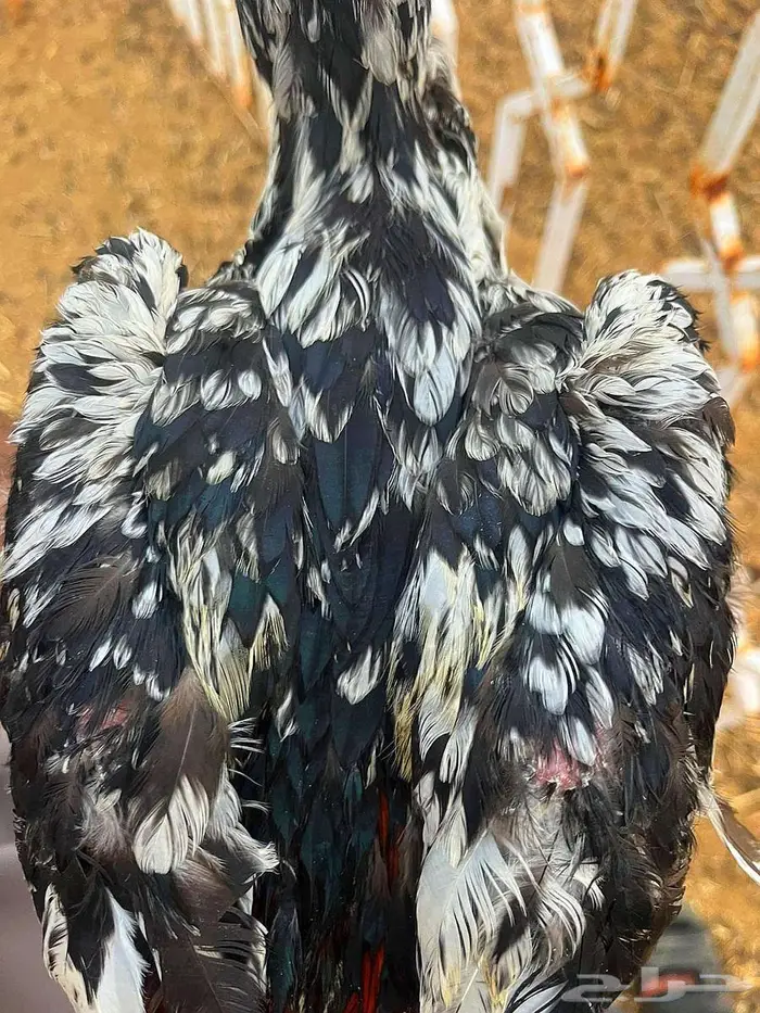 ديك سندي 2