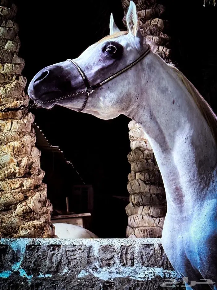 حصان واهو 0