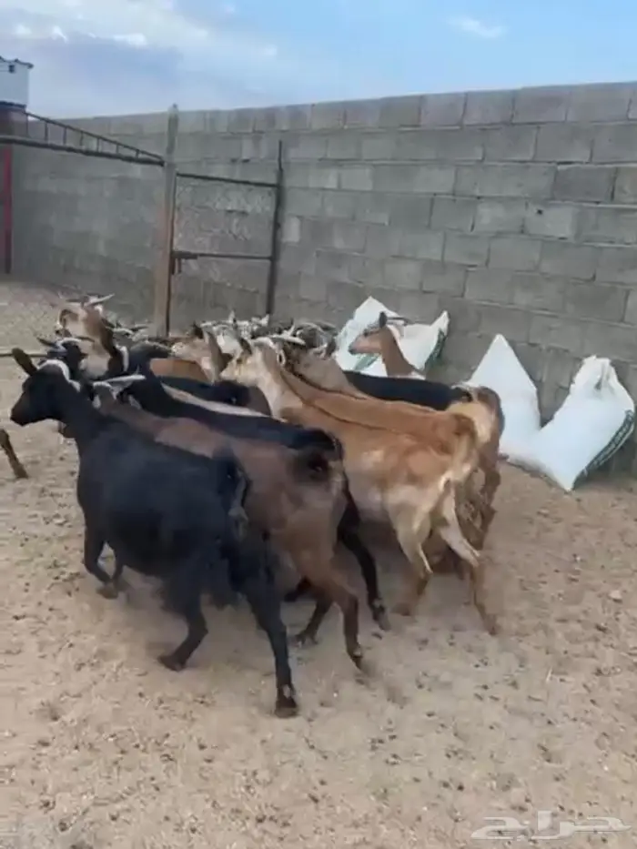 معزا تهاميه العدد 20 يتبعها 21 بهم 2