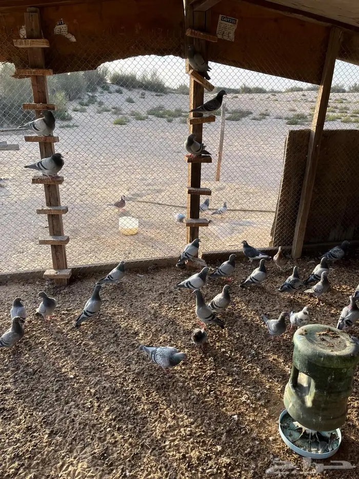 حمام زاجل جامبو 2