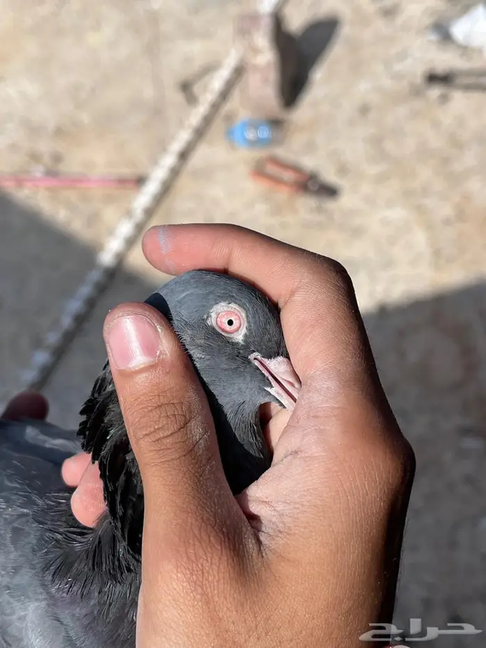 حمام باكستاني 2