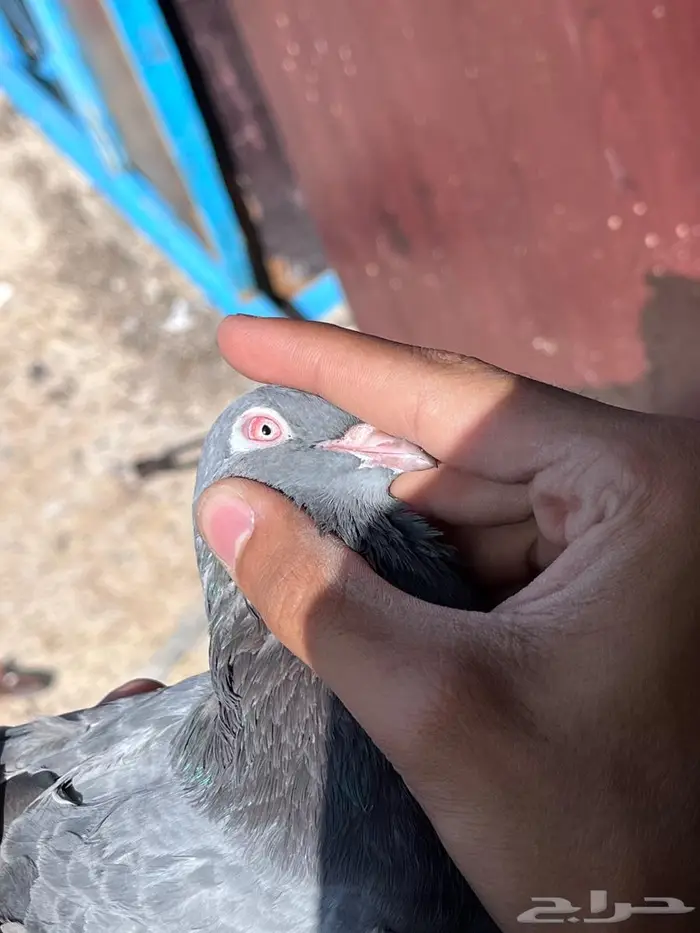 حمام باكستاني 1