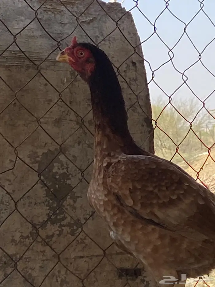 تم البيع 1