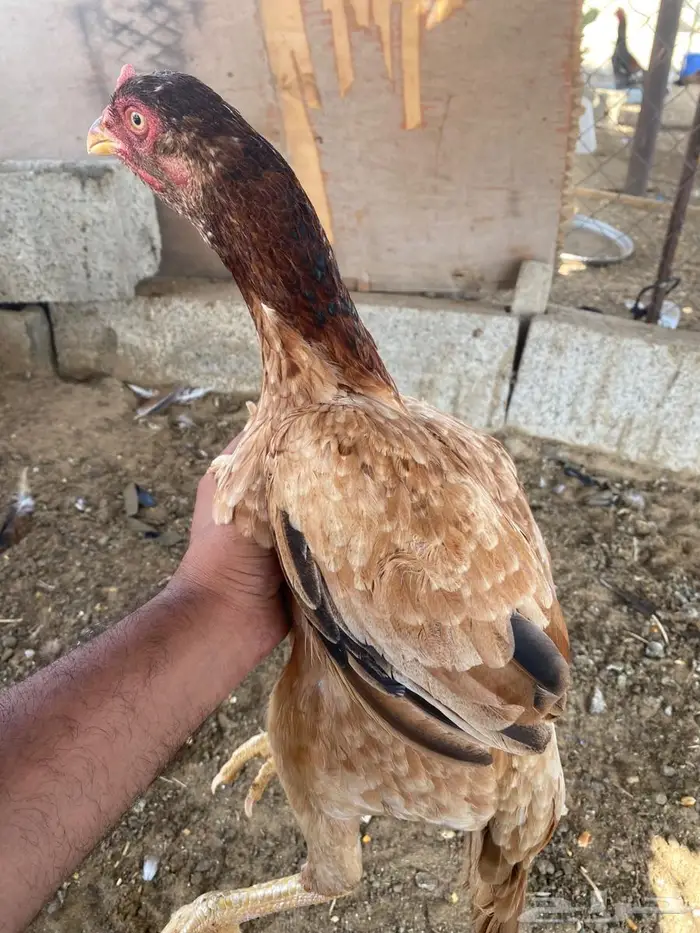 تم البيع 3