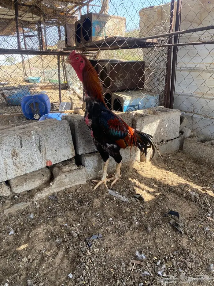 تم البيع 6