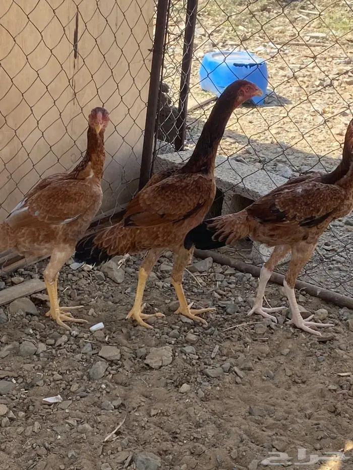دجاج سندي 1