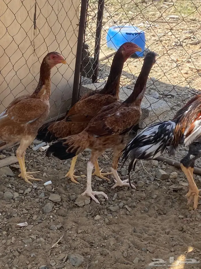 دجاج سندي 3