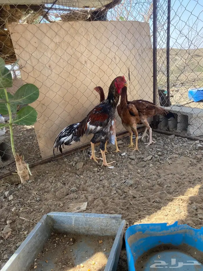 دجاج سندي 4