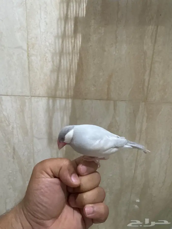 جاوا اليف سلفر الجنس مادري العمر 6 شهور 0