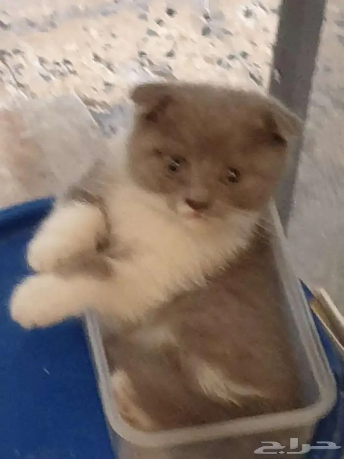 للبيع قطط كتن سكوتش فولد دبل فولد 1