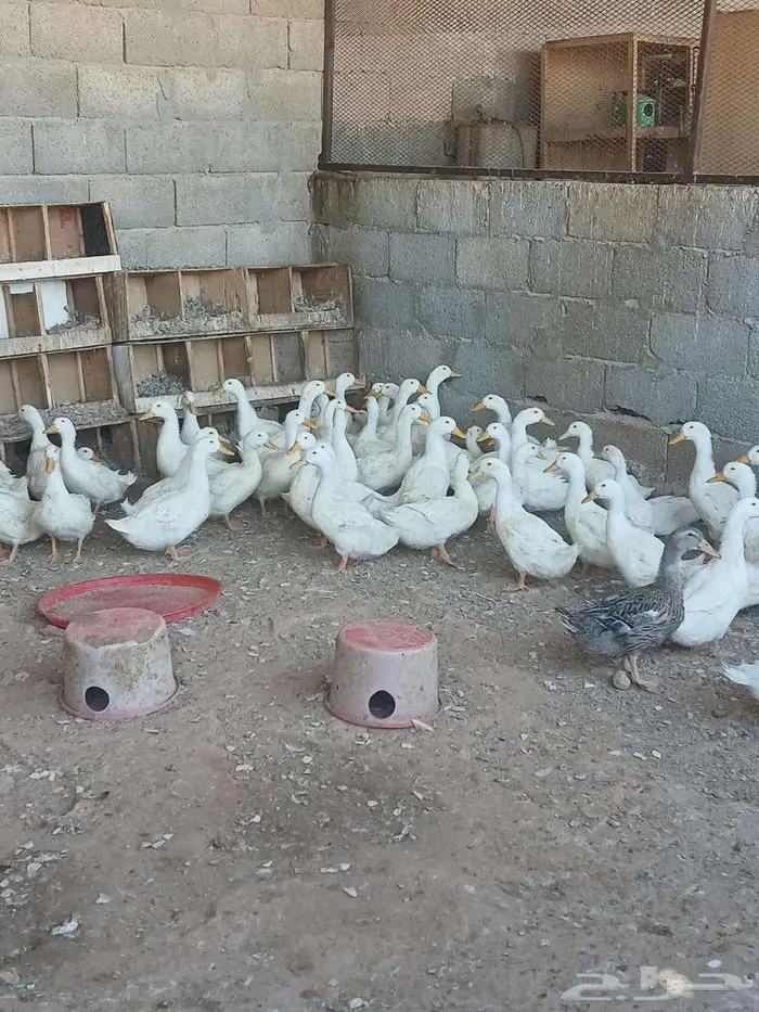 بط بكيني العمر اربع شهور شرط صحه العدد 63 جوز 0